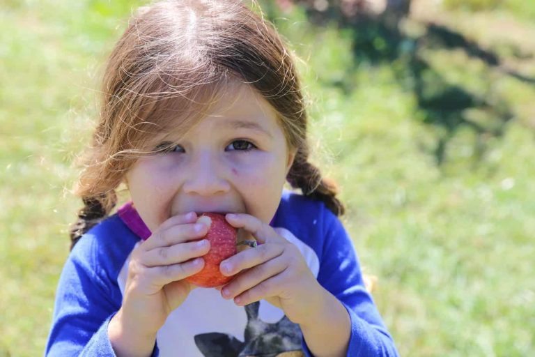 The Best Apple Picking Near NYC